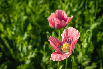 Canvas Print - Fragile pink poppy blowing in the wind