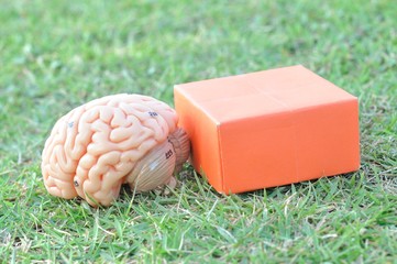 human brain anatomy model