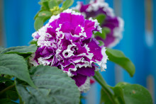 Petunia In The Garden On A Blurred Background, Close-up Flower .