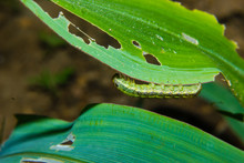 Fall Armyworm Spodoptera Frugiperda On Corn Leaf. Corn Leaves Damage By Worms