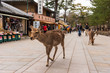 A local Japan deers in nara park. world heritage city in Japan