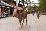 Fototapeta Psy - A local Japan deers in nara park. world heritage city in Japan