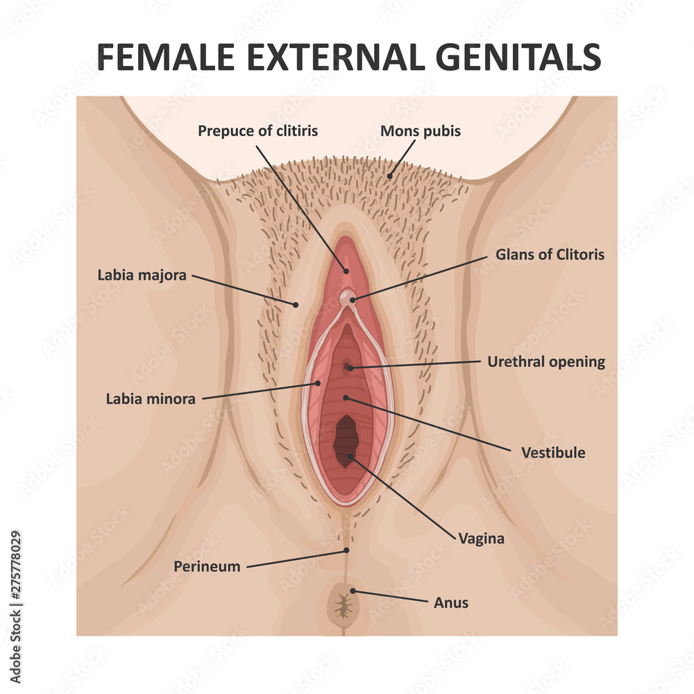 Female external genitals. Medical poster female anatomy vagina - obrazy, fototapety, plakaty 