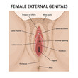 Female external genitals. Medical poster female anatomy vagina
