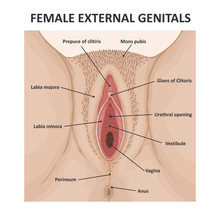 Female External Genitals. Medical Poster Female Anatomy Vagina