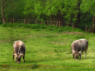 Two cows pasturing on hare krishna farm, indian breed on the pasture