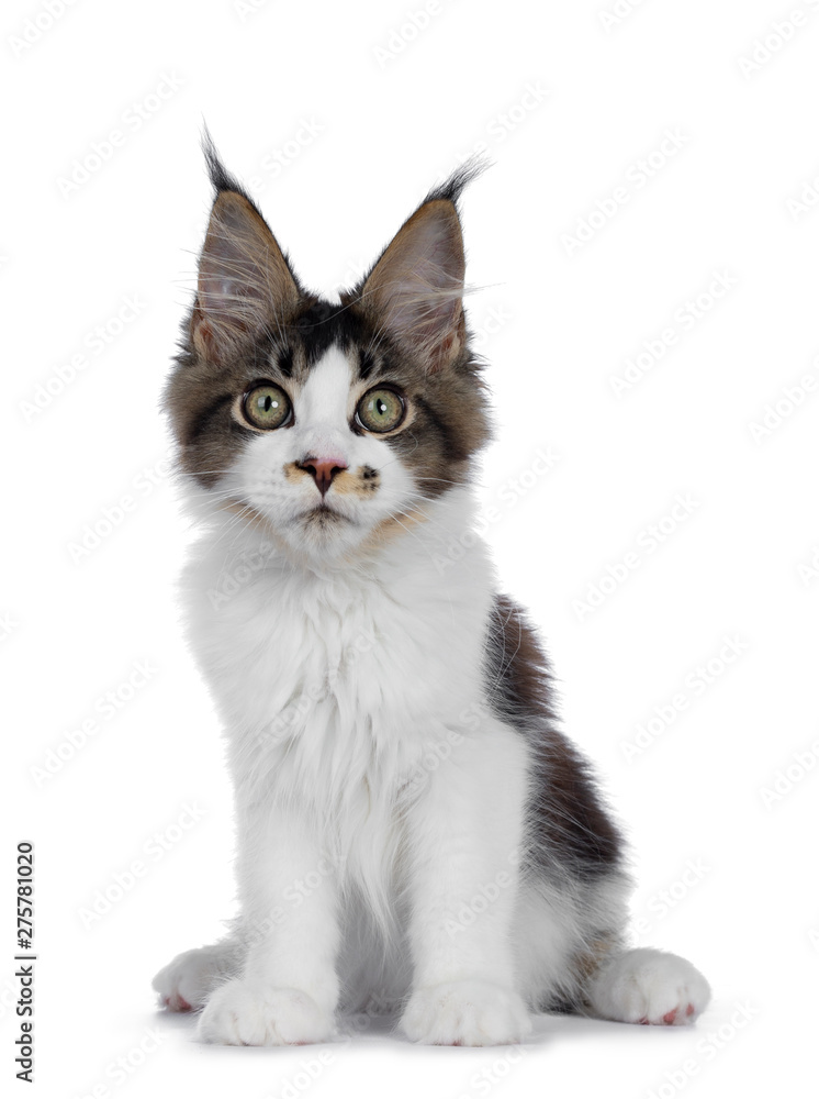 Cute black tabby with white Maine Coon cat kitten with adorable freckle on nose, sitting facing front. Looking at lens with greenish eyes. Isolated on white background. - obrazy, fototapety, plakaty 