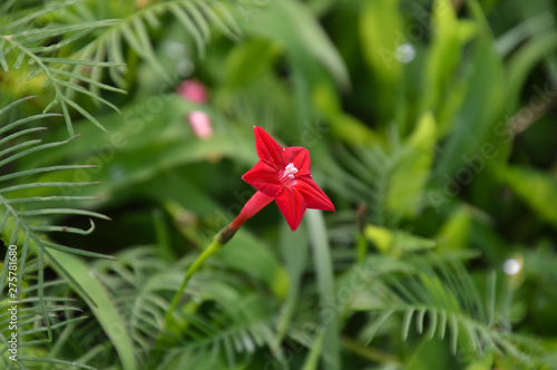 小さな星形の赤い花 ルコウソウ Stock Photo Adobe Stock 小さな星形の赤い花 ルコウソウ Stock Photo Adobe Stock