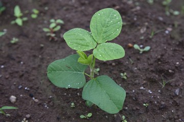 Poster - Green soybeans cultivation / Green soybeans salt boiled is very good for beer snacks.