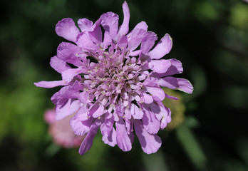 Wall Mural - Knautia arvensis flower, commonly known as field scabious blooming during spring