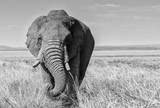 Fototapeta Sawanna - Elephants in Africa