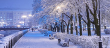 Amazing Winter Night Landscape Of Snow Covered Bench Among Snowy Trees And Shining Lights During The Snowfall. Artistic Picture. Beauty World. Panorama