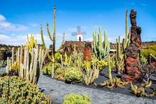 Amazing View Of Tropical Cactus Garden (Jardin De Cactus) In Guatiza Village. Location: Lanzarote, Canary Islands, Spain. Artistic Picture. Beauty World.