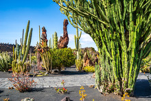 Amazing View Of Tropical Cactus Garden (Jardin De Cactus) In Guatiza Village. Location: Lanzarote, Canary Islands, Spain. Artistic Picture. Beauty World.