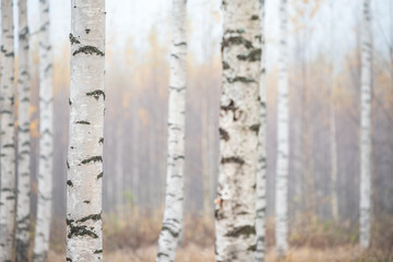 Wall Mural - Birch forest in fog. Autumn view. Focus in foreground tree trunk.