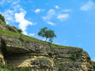 Wall Mural - tree in mountains