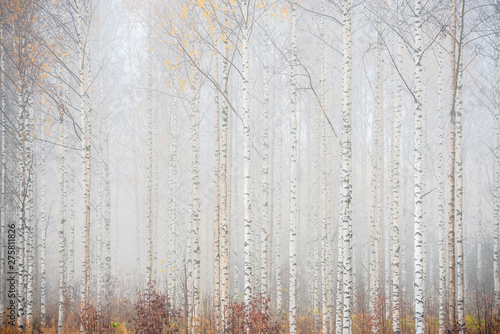 brzozowy-las-we-mgle-jesienny-krajobraz-w-finlandii