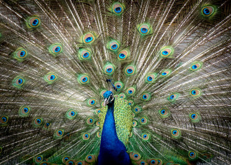 Close up of peacock with feathers out