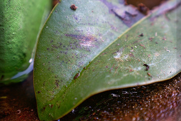 Leaf Effect on Water