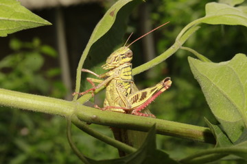 New born grasshopper