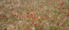 Wheat Field With Poppies