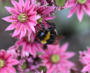 Wall Mural - Closeup of Bombus terrestris, the buff tailed bumblebee or large earth bumblebee, collecting nectar from flower