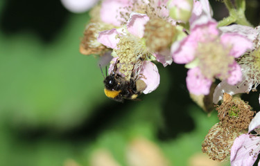 Wall Mural - Closeup of Bombus terrestris, the buff tailed bumblebee or large earth bumblebee, collecting nectar from flower