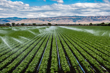 A Field Irrigation Sprinkler System Waters Rows Of Lettuce Crops On Farmland In The Salinas Valley Of Central California, In Monterey County, On A Partly Cloudy Day In Spring.  