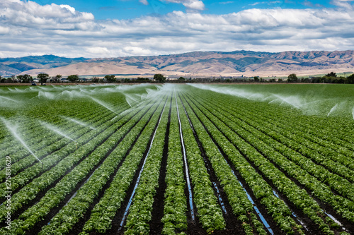 A Field Irrigation Sprinkler System Waters Rows Of Lettuce A Field Irrigation Sprinkler System Waters Rows Of Lettuce