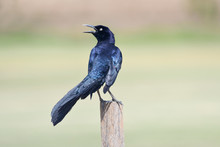 Great Tailed Grackle Or Mexican Grackle (Quiscalus Mexicanus)