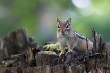 Close-up Of Chipmunk Climbed On Tree Stump In Forest And Looking At Camera