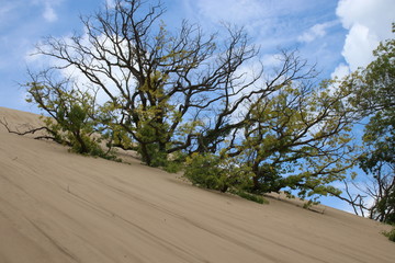 Wall Mural - Mount Baldy-Indiana Dunes National Park