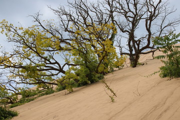 Wall Mural - Mount Baldy-Indiana DFunes National Park 2019