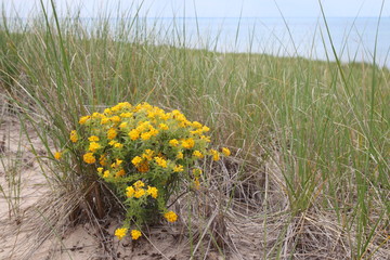 Wall Mural - Wildflowers and Bent Grass- Indiana Dunes National Park 2019