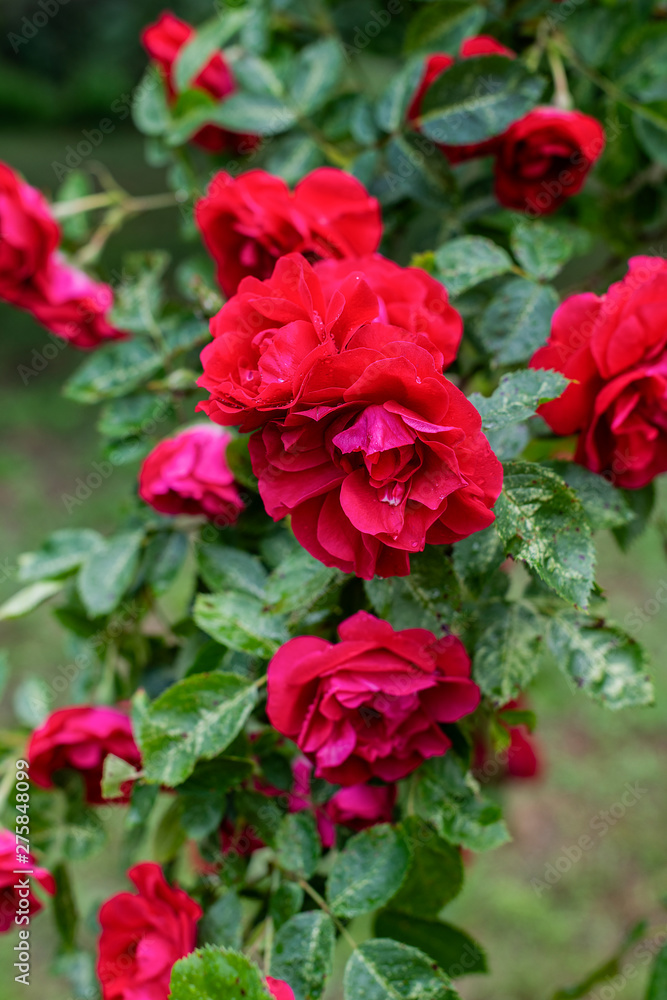 Piękny ogrodowy krzew czerwony róży - obrazy, fototapety, plakaty 