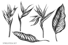 Vector Set Of Hand Drawn Black And White Strelitzia