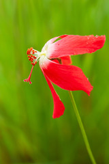 Poster - Beautiful Decaschistia parviflora Kurz flower with water drops.