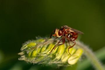 Wall Mural - Macro of red fly on a meadow