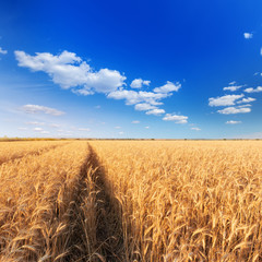 ripe wheat bright summer day / ripe wheat against the blue sky of the field of Ukraine