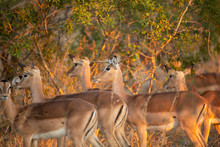 A Herd Of Impala The Gorgeous Glow Of Winters Sunset