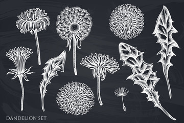 Vector set of hand drawn chalk dandelion