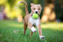 A Playful Red And White Mixed Breed Puppy Running Through The Grass With A Ball In Its Mouth