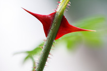 A Close-up Of A Red Spike