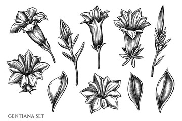 Wall Mural - Vector set of hand drawn black and white gentiana