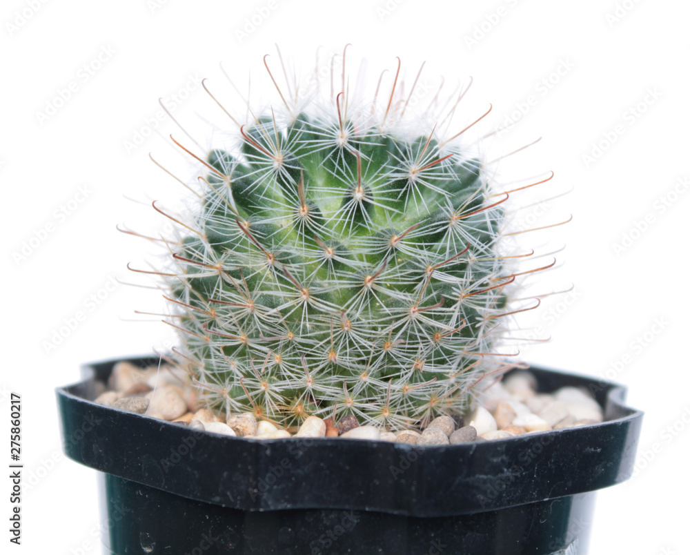 Mammillaria monancistracantha (Mammillaria crinita f. nana) REP 619  isolated on white background Stock Photo | Adobe Stock