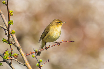 Willow warbler bird, Phylloscopus trochilus, singing