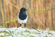 Eurasian Magpie Or Common Magpie Pica Pic) Walking On A Meadow In A Winter Setting With Snow