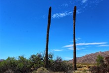 Dead Remnants Of California Fan Palm, Washingtonia Filifera, Persist Beside Their Living Contemporaries, Providing Shelter For Other Life In Their Death, Joshua Tree National Park, 052719