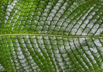 Shiny Scaled Leaf Pattern Texture Macro