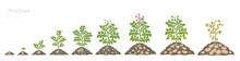 Crop Stages Of Potatoes Plant. Growing Spud Plants. The Life Cycle. Harvest Potato Growth Animation Progression. Solanum Tuberosum In The Soil.